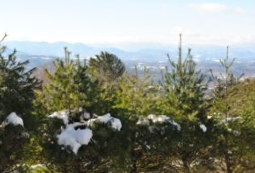 Winter Wonderland: Snow in the Mountains