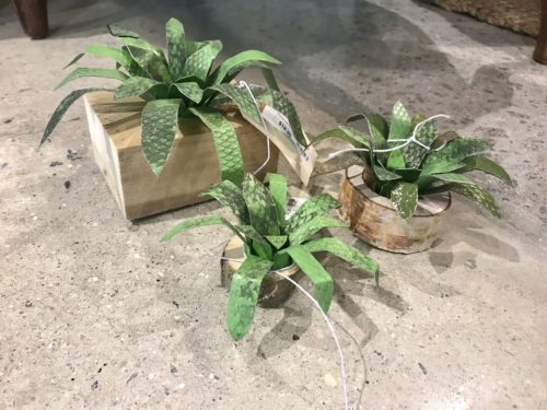 Succulents in Wood