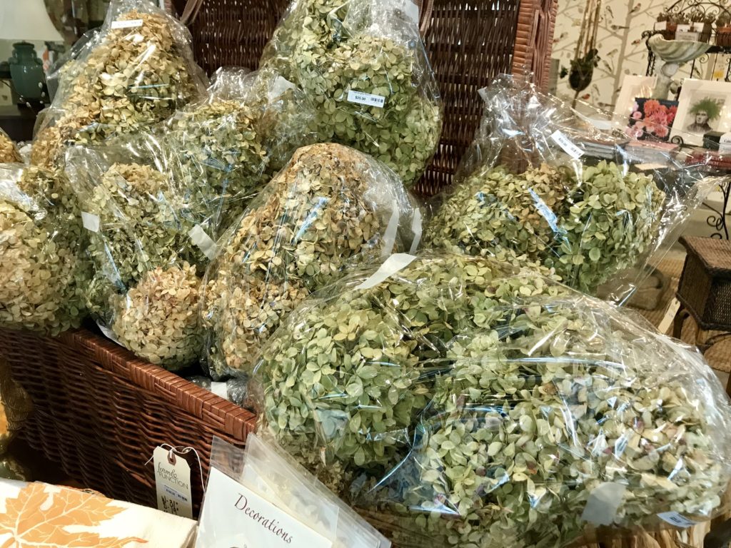 Dried Hydrangea Bunch Form & Function Asheville NC