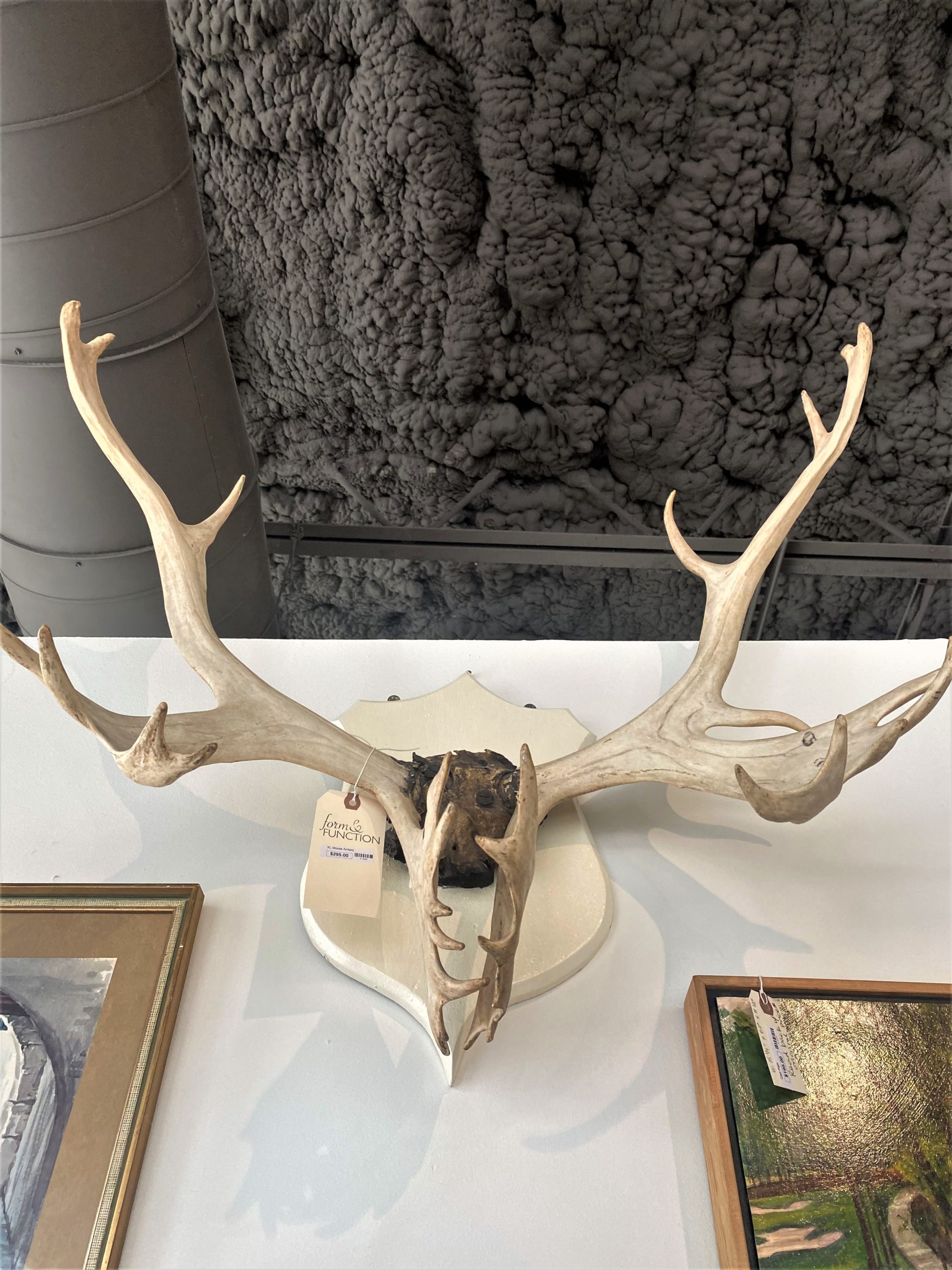XL Mounted Moose Antlers Form & Function Asheville NC